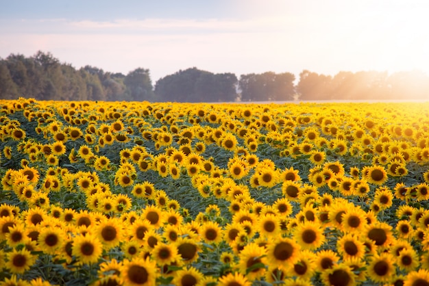 Campo de girasoles florecientes y sol naciente con rayos cálidos