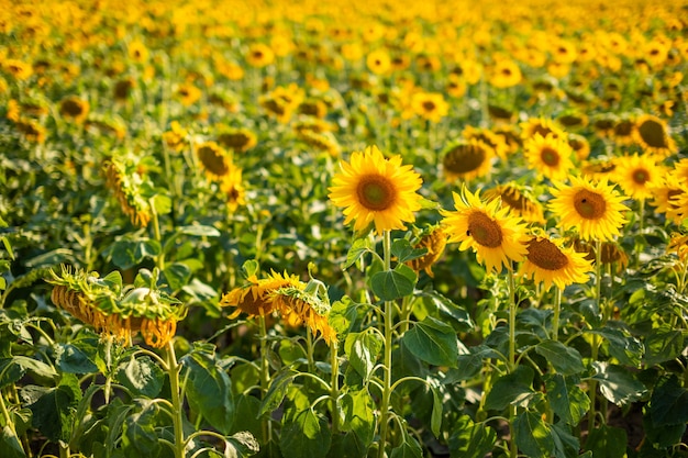 Campo de girasoles florecientes en verano en la República Checa