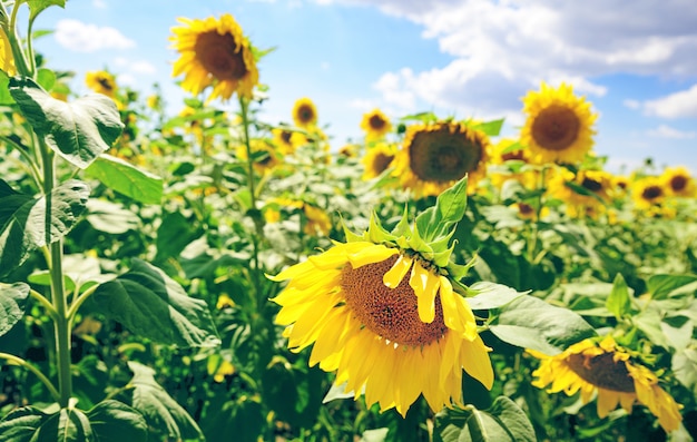 Campo de girasoles florecientes