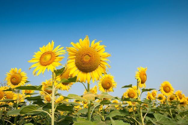 Campo de girasoles florecientes.