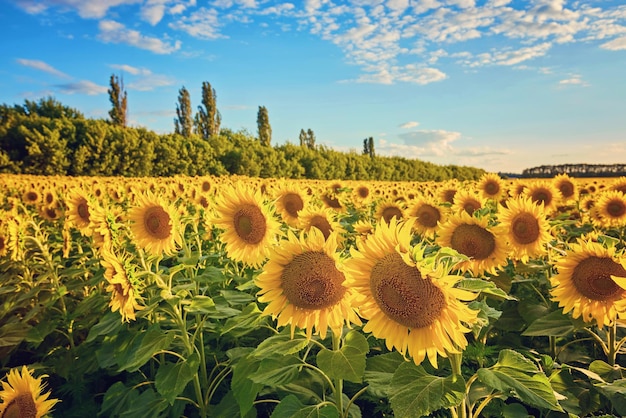 Foto campo de girasoles florecientes