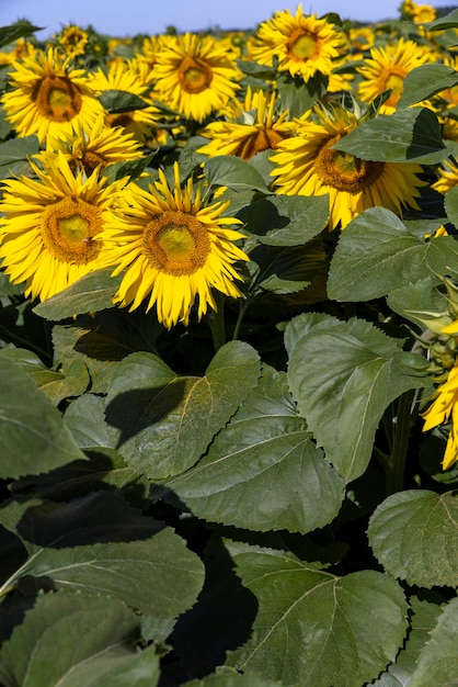 Campo de girasoles con flores y abejas