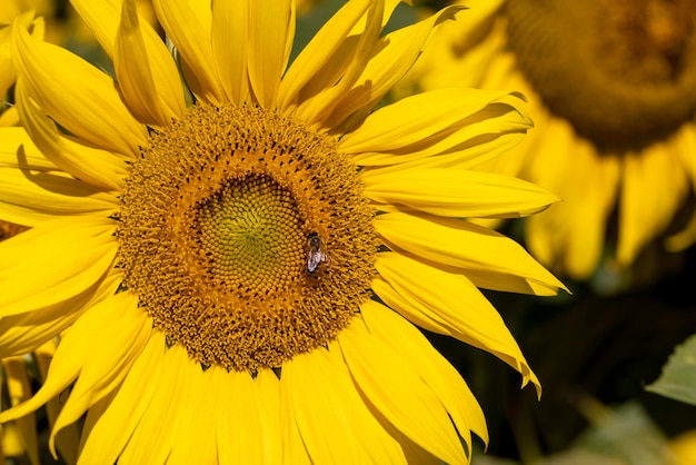 Campo de girasoles con flores y abejas