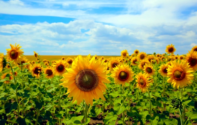 Campo de girasoles en el fondo del cielo azul