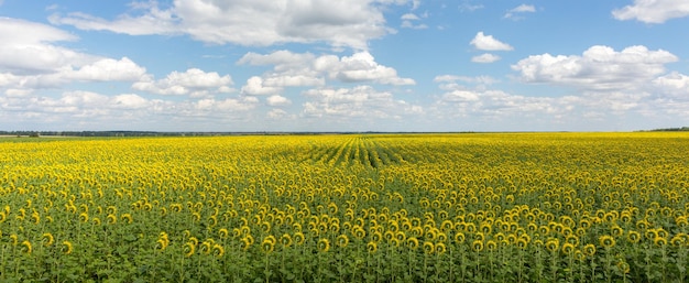 Campo de girasoles Girasoles amarillos y cielo azul Naturaleza ucraniana Paisaje de girasoles aéreos