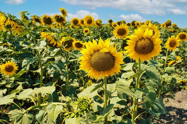 Campo de girasoles de girasoles contra el cielo azul de verano