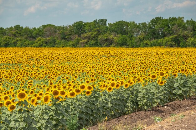 Campo de girasoles de girasoles florecientes en un cielo azul de fondo.