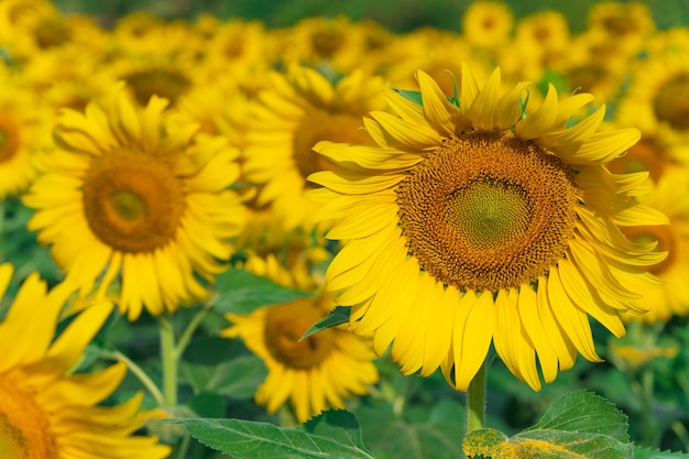 Campo de girasoles, girasoles florecientes naturales