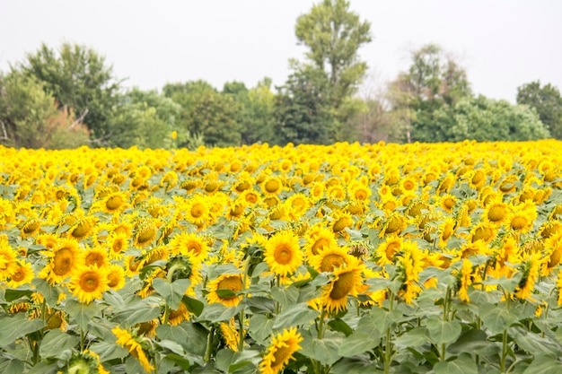 Campo con girasoles. Girasoles jóvenes