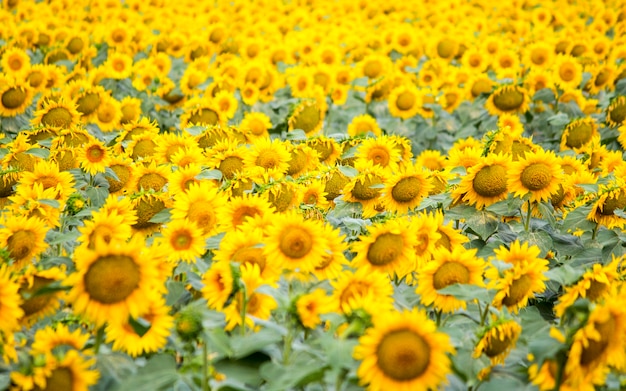 Campo con girasoles. Girasoles jóvenes