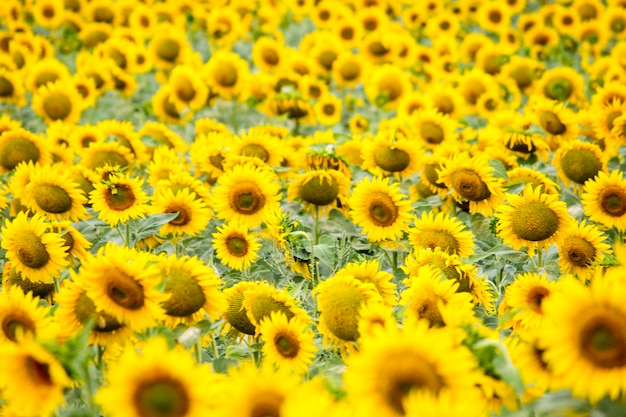 Campo con girasoles. Girasoles jóvenes