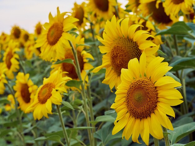 Campo de girasoles (Helianthus)