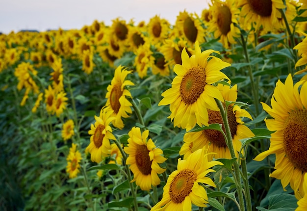 Campo de girasoles (Helianthus)