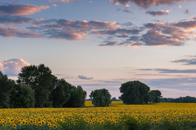 Campo de girasoles en la hermosa tarde de verano, paisaje agrícola