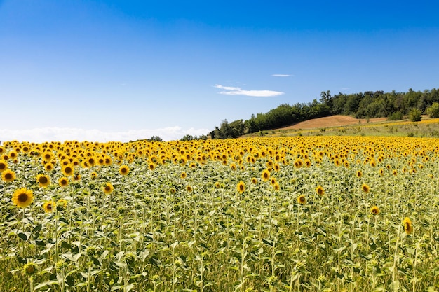 Campo de girasoles en Italia Campo escénico en Toscana con cielo azul profundo