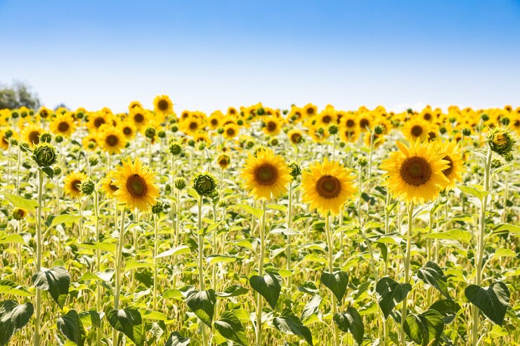 Foto campo de girasoles en italia. pintoresco paisaje de la toscana con un cielo azul profundo.