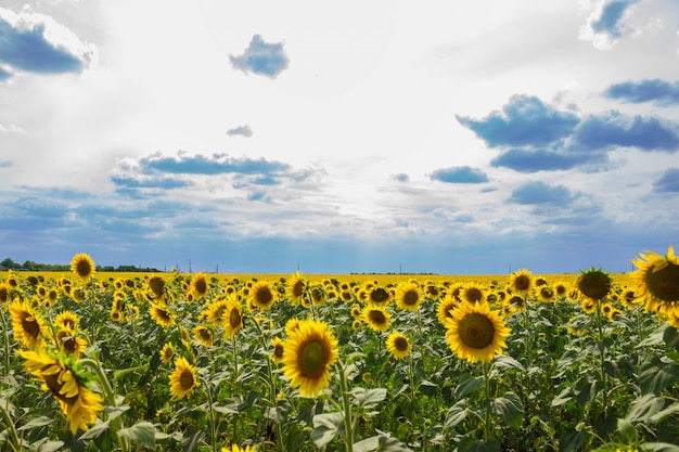 Campo de girasoles tras la lluvia.