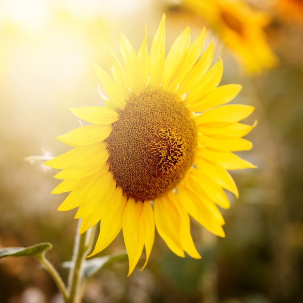 Campo de girasoles en la luz del atardecer