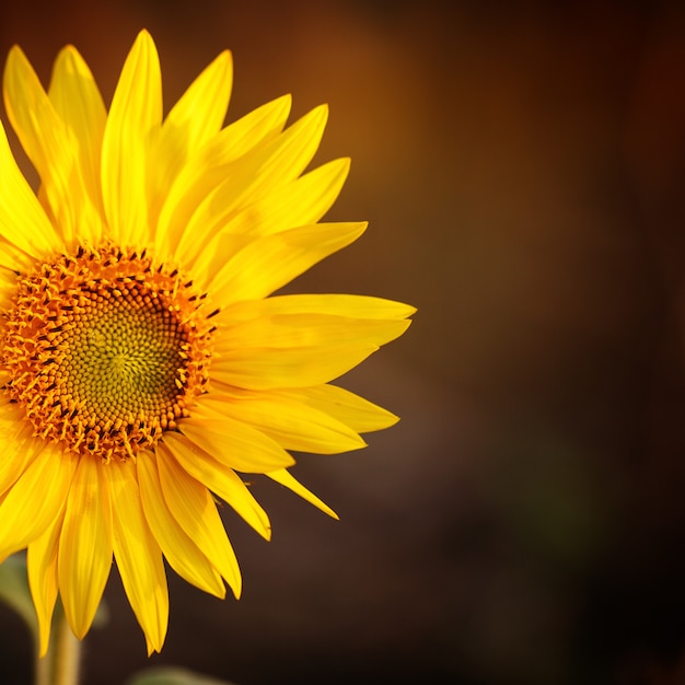 Campo de girasoles en la luz del atardecer