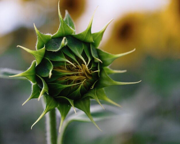 Campo de girasoles bajo la luz del sol