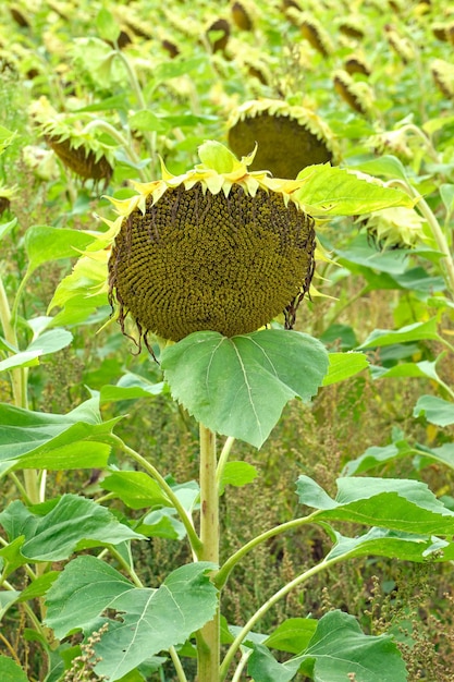 Un campo de girasoles maduros y amarillos en un día de verano