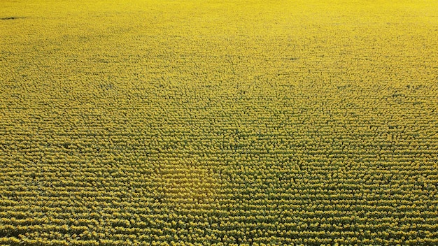 Campo de girasoles maduros Vista aérea