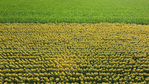 Campo de girasoles maduros Vista aérea