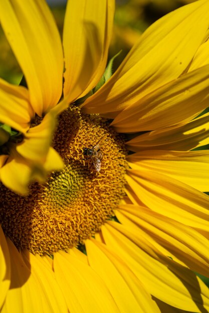 Campo de girasoles con muchas abejas