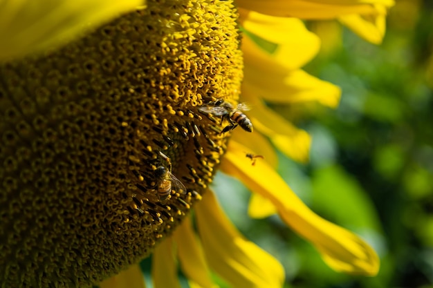 Campo de girasoles con muchas abejas