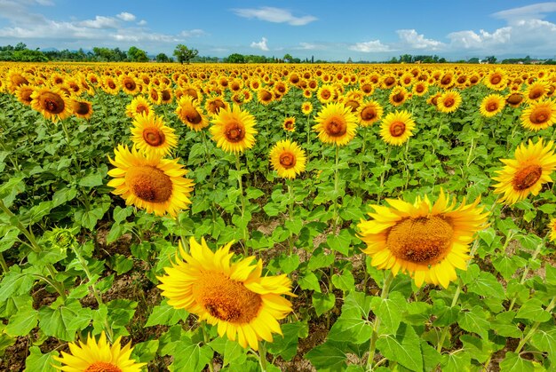 Campo de girasoles en plena floración primaveral con polinización de abejas