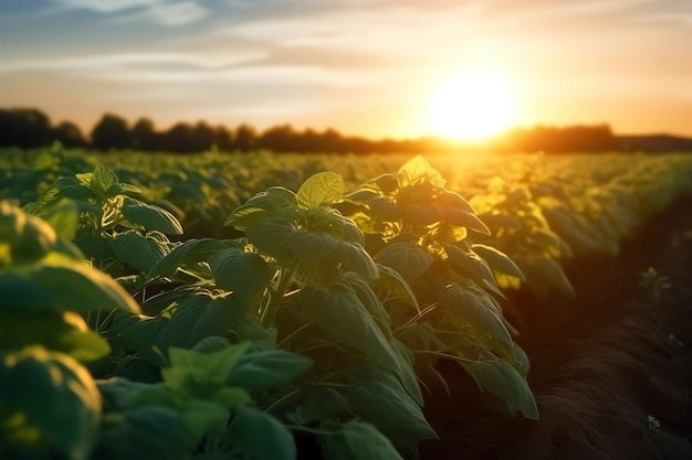 Un campo de girasoles con la puesta de sol detrás de él