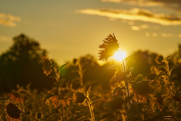 Un campo de girasoles en los rayos del sol poniente