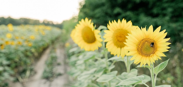 Campo de girasoles temprano en la tarde