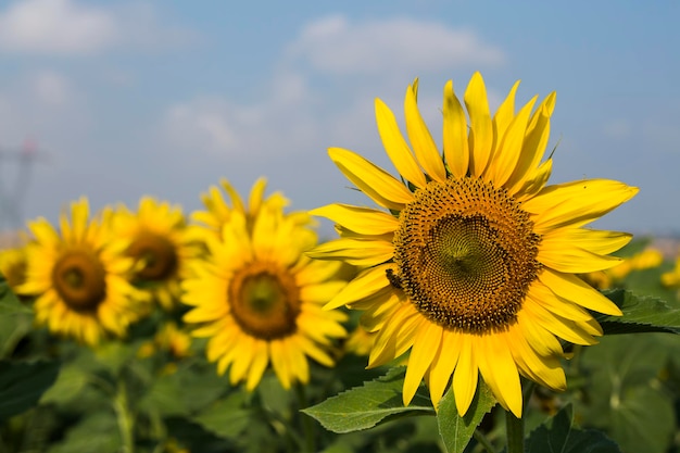 Campo de girasoles, Trakya / Turquía. Vista de la agricultura natural.