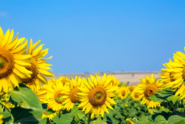 Campo de girasoles, Trakya / Turquía. Vista de la agricultura natural.