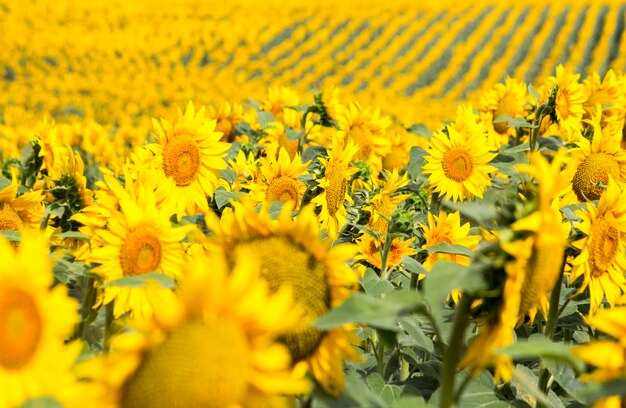 Campo con girasoles y trigo. Campo de verano