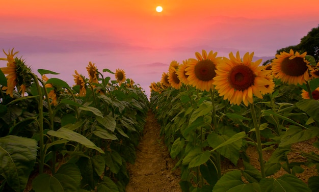 Campo de girasoles y varias veces