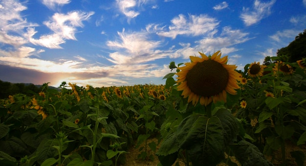 Campo de girasoles y varias veces