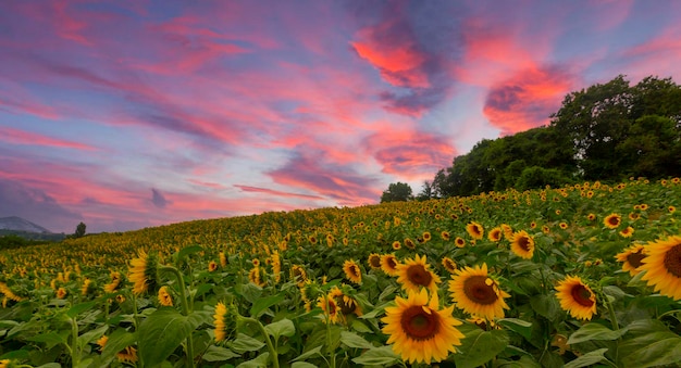 Campo de girasoles y varias veces