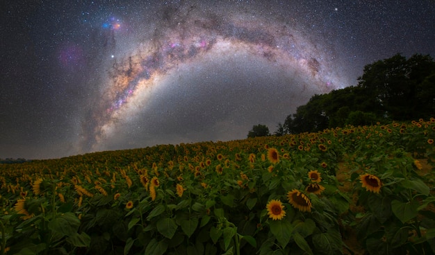 Campo de girasoles y varias veces