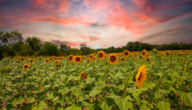 Campo de girasoles y varias veces