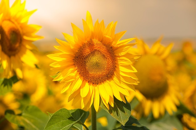 Campo de girasoles de verano brillante Toma filtrada horizontal