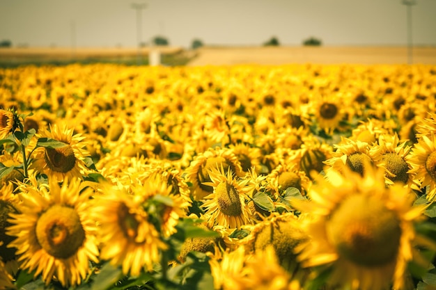 Campo de girasoles de verano brillante Toma filtrada horizontal