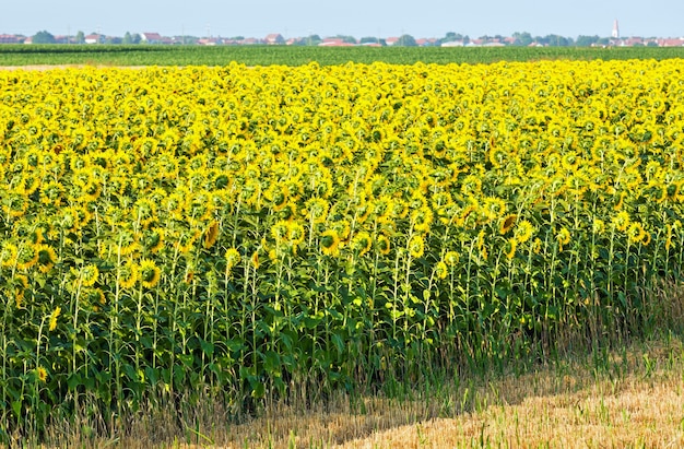 Campo de girasoles de verano (Helianthus annuus)