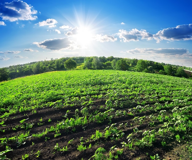 Foto campo de girasoles verdes jóvenes cerca del bosque