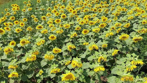 Campo de girasoles vista aérea