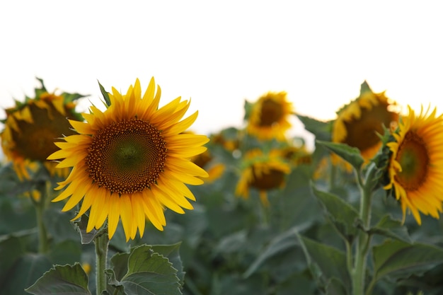 Campo de girasoles. Vista superior. Fondo de verano.