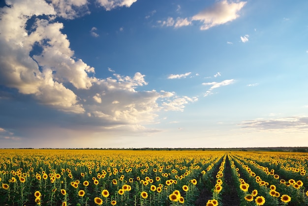 Campo de girasoles.