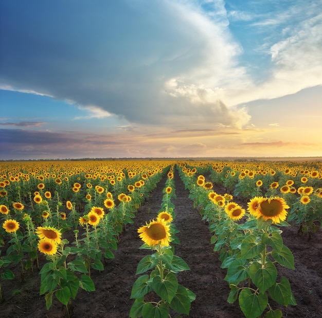 Campo de girasoles