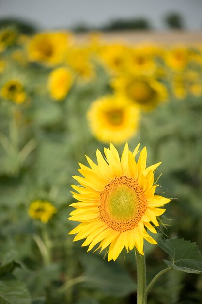 Campo de girasoles